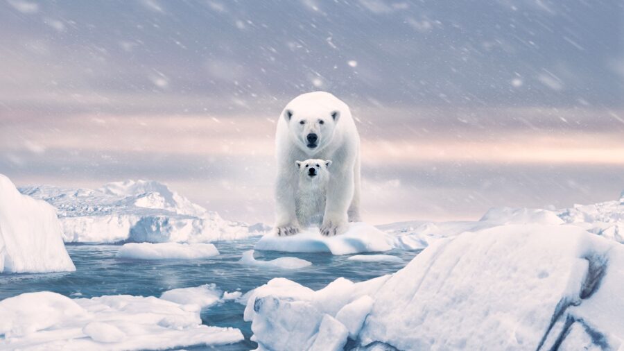 Polar Bear (2022) พากย์ไทย - Polar Bear