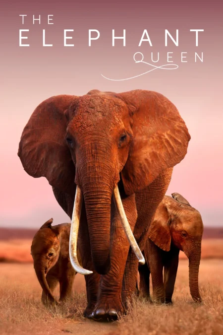 The Elephant Queen (2019) พากย์ไทย - The Elephant Queen